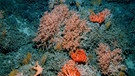 Farbenprächtige Korallen in 1.000 Meter Tiefe in der Tiefsee. Viele Korallen sind bräunlich-grün, andere hingegen leuchten lila oder rosa. Korallen sind Tiere. | Bild: picture-alliance/dpa | Census of Marine Life/David Shale