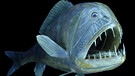 Das Foto zeigt einen Fangfisch. Er lebt in der Tiefsee. Seine Zähne sind so lang, dass der gefräßige Fangzahn den Mund gar nicht richtig zubekommt.  | Bild: picture alliance / dpa | Senckenberg Gesellschaft
