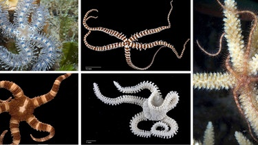 Auf diesem Foto sieht man verschiedene in der Tiefsee lebende Schlangensterne. Es sind enge Verwandte der Seesterne. | Bild: picture-alliance/dpa | J.Finn, C.Harding