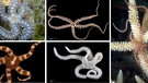 Auf diesem Foto sieht man verschiedene in der Tiefsee lebende Schlangensterne. Es sind enge Verwandte der Seesterne. | Bild: picture-alliance/dpa | J.Finn, C.Harding