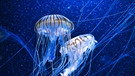 In der Tiefsee leben auch farbenprächtige Quallen, die fluoreszieren, also selbst Licht erzeugen können.  | Bild: colourbox.com