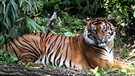 Ein Tiger döst im Schatten. | Bild: BR/SWR/Jens Klinger