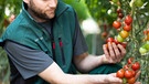 Ein Gärtner beim Ernten der Tomaten | Bild: Gemüsebau Naderer
