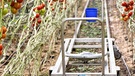 Zwischen den Tomatenpflanzen sind Schienen verlegt. Mit einem Wagen kann man die Tomaten dann leicht ernten. | Bild: Gemüsebau Naderer