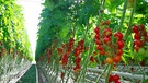 An den Tomatenstauden hängen Rispen mit roten Kirschtomaten. | Bild: Gemüsebau Naderer