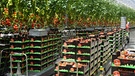 Tomaten stehen in Kisten verpackt bei der Wittenberg Gemüse GmbH in Apollensdorf (Sachsen-Anhalt).  | Bild: picture alliance / Waltraud Grubitzsch/dpa-Zentralbild/ZB | Waltraud Grubitzsch