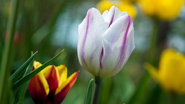 Tulpen in einem Garten | Bild: picture alliance/dpa Themendienst