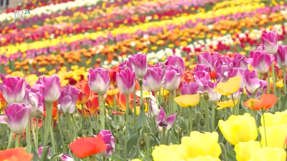 Tulpen in Japan | Bild: Bayerischer Rundfunk
