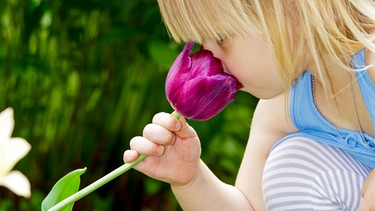 Mädchen riecht an einer Tulpe | Bild: colourbox.com