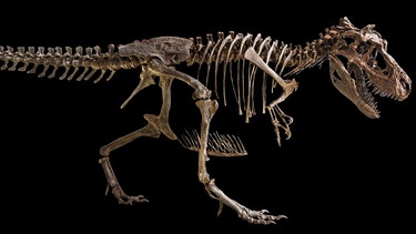 Skelett eines Tyrannosaurus Rex | Bild: colourbox.com
