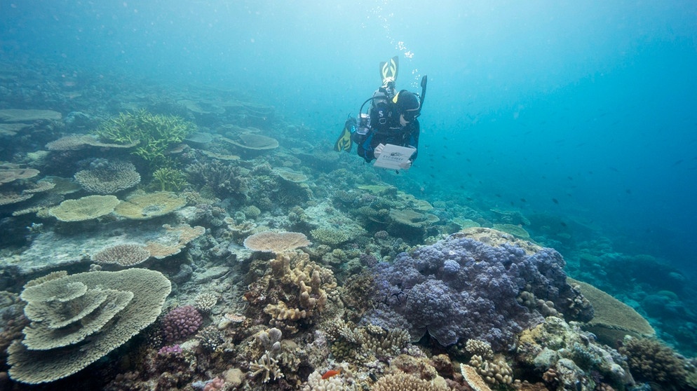 Dieses von der Great Barrier Reef Marine Park Authority zur Verfügung gestellte Foto zeigt einen Taucher der den Zustand des Great Barrier Reefs vor der australischen Küste überprüft.  | Bild: dpa-Bildfunk | Great Barrier Reef Marine Park Authority