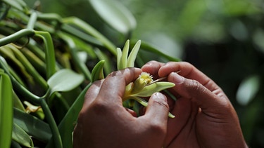Auf der Insel Taha'a werden Vanillepflanzen mit der Hand bestäubt. | Bild: picture alliance / Frank May | Frank May