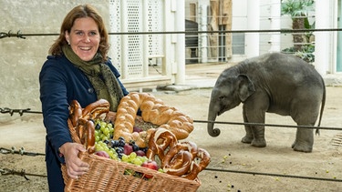 Münchens Dritte Bürgermeisterin Verena Dietl ist auch Aufsichtsratsvorsitzende des Tierparks Hellabrunn und gratuliert hier Elefant Otto mit einem Geschenkekorb zum ersten Geburtstag.  | Bild: dpa-Bildfunk/Marc Müller