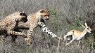 Vier Geparde jagen eine Antilope. | Bild: BR/Udo A. Zimmermann