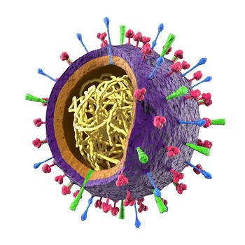 Das Innenleben eines Virus. | Bild: picture-alliance/dpa