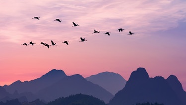 Ein kleine Gruppe von Zugvögeln im Abendrot. | Bild: colourbox.com