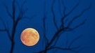 Der rötliche Vollmond ist kurz nach Mondaufgang neben kahlen Ästen eines Baumes zu sehen. In der Nacht vom 16.07.2019 gab es in Deutschland eine partielle Mondfinsternis. | Bild: dpa-Bildfunk | Patrick Pleul