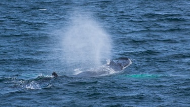 Das "Nasenloch" eines Wals befindet sich mittig auf dem Kopf: Beim Tauchen bleibt der Blasloch fest verschlossen.  | Bild: colourbox.com