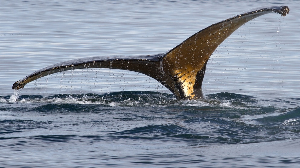 Die gigantische Schwanzflosse eines Blauwals. | Bild: colourbox.com