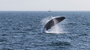 Ein Wal bei einem Sprung aus dem Wasser. | Bild: colourbox.com