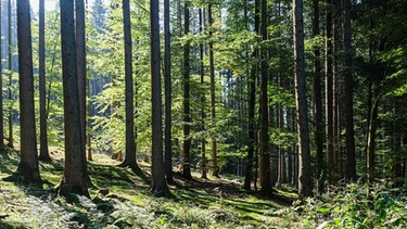 Bäume im Wald. | Bild: BR/Johanna Schlüter