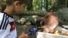 Reporterkind Linus mit einem Waschbären im Münchner Tierpark Hellabrunn. | Bild: BR 