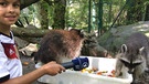 Zwei Waschbären machen sich im Münchner Tierpark Hellabrunn über Leckereien her. | Bild: BR 