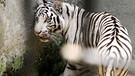 Weißer Tiger | Bild: Picture alliance/dpa