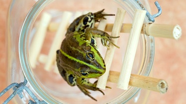 Ein Frosch sitzt auf einer Leiter in einem Glas. | Bild: pa/dpa/Patrick Pleul