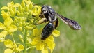 Wildbiene des Jahres 2019: die Senf-Blauschillersandbiene. | Bild: Ronald Burger