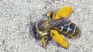 Wildbiene: Raufüssige Hosenbiene. | Bild: picture-alliance/dpa