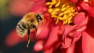 Eine Wildbiene fliegt eine Chrysanthemenblüte an. | Bild: picture-alliance/dpa