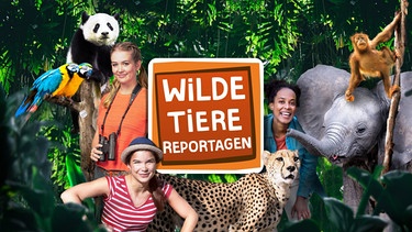 Wilde Tierwelt Reportagen | Bild: © Bayerischer Rundfunk 2022 I megaherz gmbh I colourbox.deI unsplash.com I Montage: BR