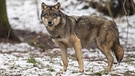 Portrait eines Wolfes. | Bild: picture alliance/Bildagentur-online