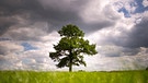 Ein Baum mit Regenwolken am Himmel | Bild: picture-alliance/dpa
