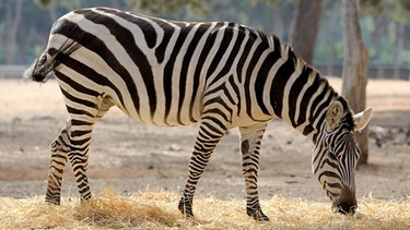 Zebra beim Fressen. | Bild: colourbox.com