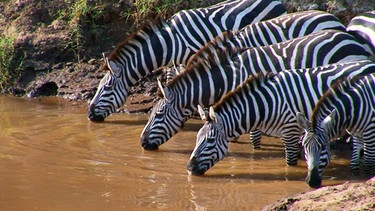 Anna erklärt, wie das Streifenmuster Zebras vor ihren Feinden schützt. | Bild: BR/TEXT + BILD Medienproduktion GmbH & Co. KG