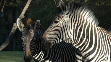 Zwei Zebras im Schatten. | Bild: BR/Jens-Uwe Heins
