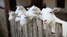 Ziegen schauen über einen Zaun. | Bild: stock.adobe.com/Gekon