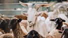 Eine Ziege steht zwischen Schafen im Gehege. | Bild: stock.adobe.com/LIGHTFIELD STUDIOS