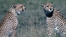 Zwei Geparde in der Serengeti. | Bild: picture-alliance/dpa