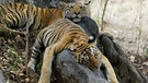 Königstiger verschlafen die Hitze des Tages gern im kühlen Schatten. | Bild: BR/BBC/John Downer 2008