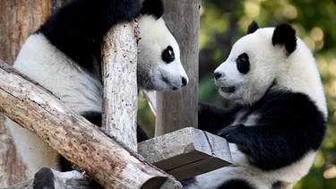 Die einjährigen Pandabär-Zwillinge Pit und Paule spielen in ihrem Gehege im Berliner Zoo.  | Bild: dpa-Bildfunk/Britta Pedersen