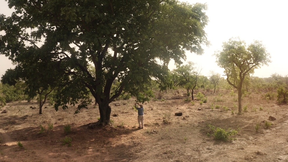 ‘Pembuat Hutan’: Bagaimana Afrika dapat menyelamatkan dirinya sendiri |  BR .panggung budaya