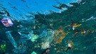 Plastikmüll im Meer vor Bali | Bild: BR/dpa-Bildfunk