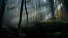 Szene aus der Dokumentation "Der wilde Wald" | Bild: mindjazz pictures