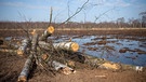 Ausgetrocknetes Moor in Niedersachsen: Klimawandel bedroht mit Trockenheit auch Moore | Bild: dpa-Bildfunk/Sina Schuldt