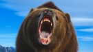 Ein Kodiakbär zeigt die Zähne | Bild: picture alliance / blickwinkel/K. Wothe | K. Wothe