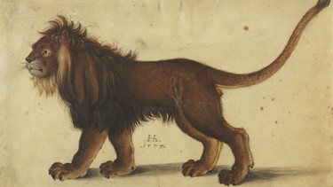 Darstellung eines Löwen von Hans Hoffmann nach Dürer (1577)
| Bild: Germanisches Nationalmuseum, Nürnberg, Dauerleihgabe der Museen der Stadt Nürnberg, Kunstsammlungen