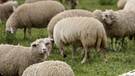 Schafsherde: Sind wir folgsam  in der Corona-Krise wie eine Herde Schafe | Bild: dpa/picture-alliance